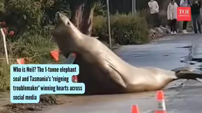 Who is Neil? The 1-tonne elephant seal and Tasmania’s ‘reigning troublemaker’ winning hearts across social media Who is Neil? The 1-tonne elephant seal and Tasmania’s ‘reigning troublemaker’ winning hearts across social media