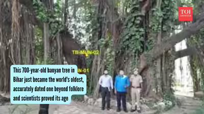 World’S Oldest Banyan Tree: This 700-year-old banyan tree in Bihar just became the world’s oldest, accurately dated one beyond folklore and scientists proved its age World’S Oldest Banyan Tree: This 700-year-old banyan tree in Bihar just became the world’s oldest, accurately dated one beyond folklore and scientists proved its age