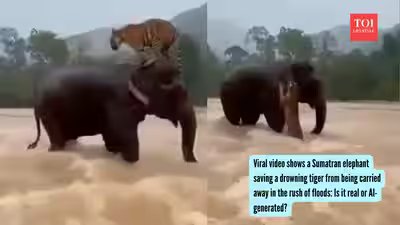 Viral video shows a Sumatran elephant saving a drowning tiger from being carried away in the rush of floods: Is it real or AI-generated? Viral video shows a Sumatran elephant saving a drowning tiger from being carried away in the rush of floods: Is it real or AI-generated?