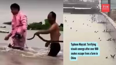 Typhoon Maysak: Terrifying visuals emerge after over 900 snakes escape from a farm in China | Typhoon Maysak: Terrifying visuals emerge after over 900 snakes escape from a farm in China |