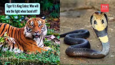 Tiger V/s King Cobra: Who will win the fight when faced off? | Tiger V/s King Cobra: Who will win the fight when faced off? |