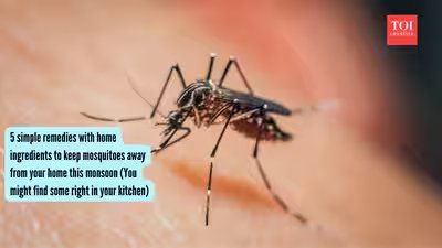 Home Remedies For Mosquitoes: 5 simple remedies with home ingredients to keep mosquitoes away from your home this monsoon (You might find some right in your kitchen) Home Remedies For Mosquitoes: 5 simple remedies with home ingredients to keep mosquitoes away from your home this monsoon (You might find some right in your kitchen)