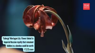 ‘Fabergé’ Martagon Lily: Flower linked to Imperial Russian royalty, which remained hidden in a shoebox, could be worth ₹2.72 crore ‘Fabergé’ Martagon Lily: Flower linked to Imperial Russian royalty, which remained hidden in a shoebox, could be worth ₹2.72 crore