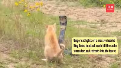 Ginger cat fights off a massive hooded King Cobra in attack mode till the snake surrenders and retreats into the forest Ginger cat fights off a massive hooded King Cobra in attack mode till the snake surrenders and retreats into the forest