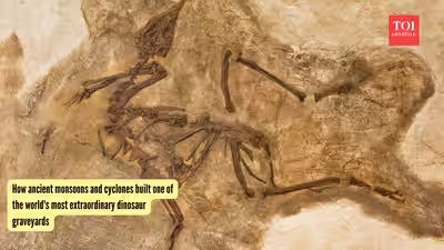 Dinosaur Graveyard: How ancient monsoons and cyclones built one of the world’s most extraordinary dinosaur graveyards Dinosaur Graveyard: How ancient monsoons and cyclones built one of the world’s most extraordinary dinosaur graveyards