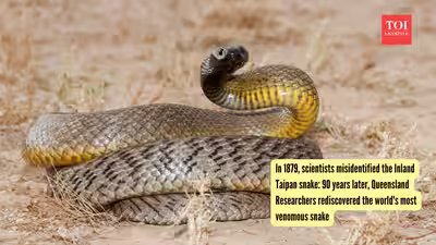 Inland Taipan: In 1879, scientists misidentified the Inland Taipan snake: 90 years later, Queensland Researchers rediscovered the world’s most venomous snake Inland Taipan: In 1879, scientists misidentified the Inland Taipan snake: 90 years later, Queensland Researchers rediscovered the world’s most venomous snake