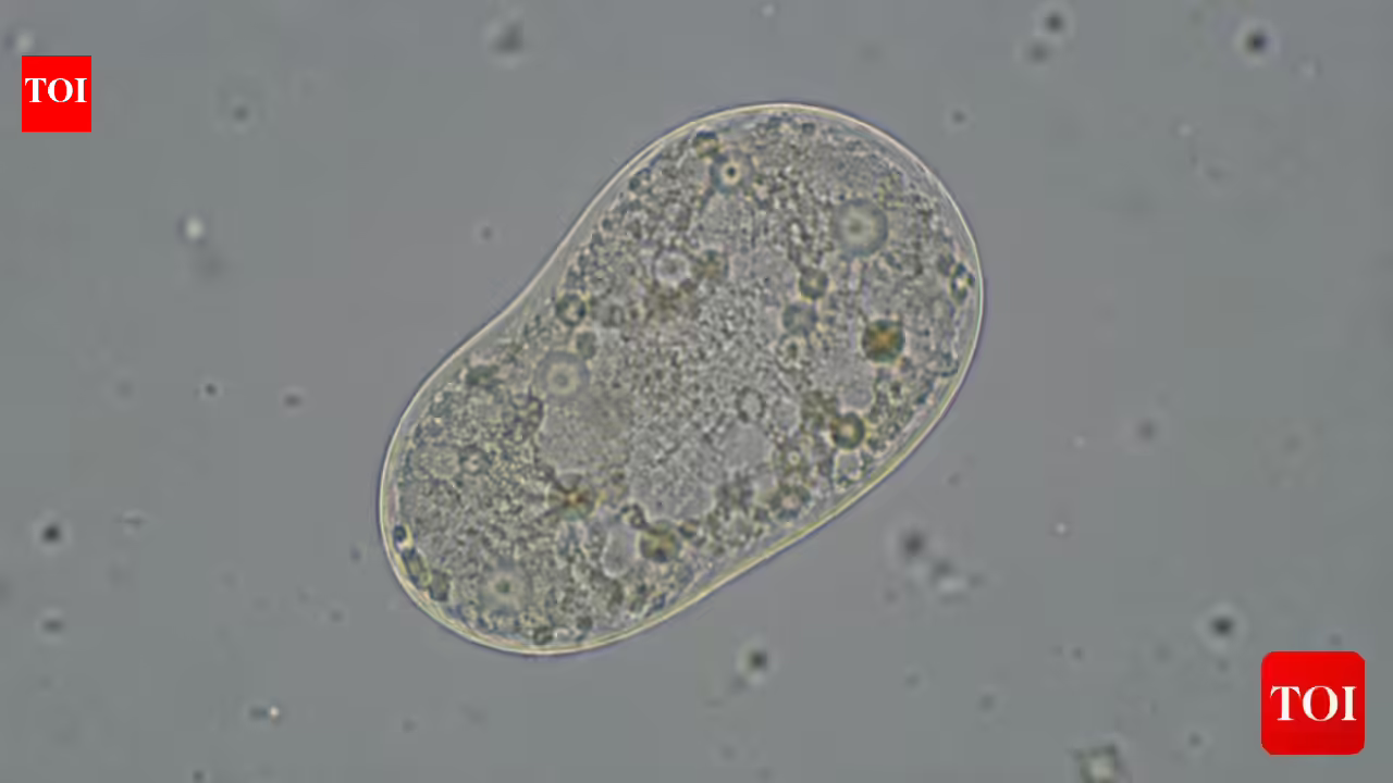 Scientists create ‘life’: All you need to know about the SpudCell – why it matters & where it falls short Scientists create ‘life’: All you need to know about the SpudCell – why it matters & where it falls short