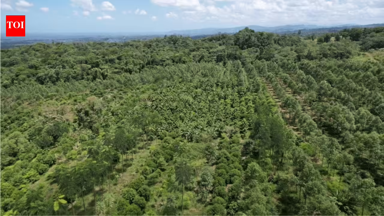 Costa Rica lost nearly half its forests in just a few decades, then planted millions of trees and became one of the world’s greatest reforestation success stories | Costa Rica lost nearly half its forests in just a few decades, then planted millions of trees and became one of the world’s greatest reforestation success stories |