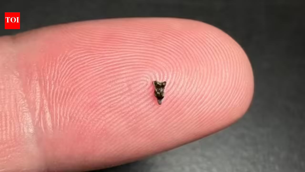 Scientists found ancient teeth smaller than a fingertip; they are rewriting early primate history | Scientists found ancient teeth smaller than a fingertip; they are rewriting early primate history |