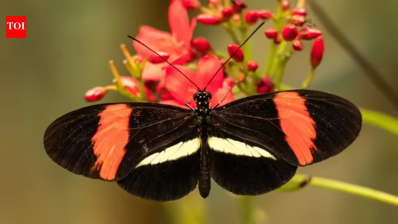 Scientists found tropical butterflies that can live nearly a year and show little sign of ageing; here’s why they may matter for longevity research Scientists found tropical butterflies that can live nearly a year and show little sign of ageing; here’s why they may matter for longevity research