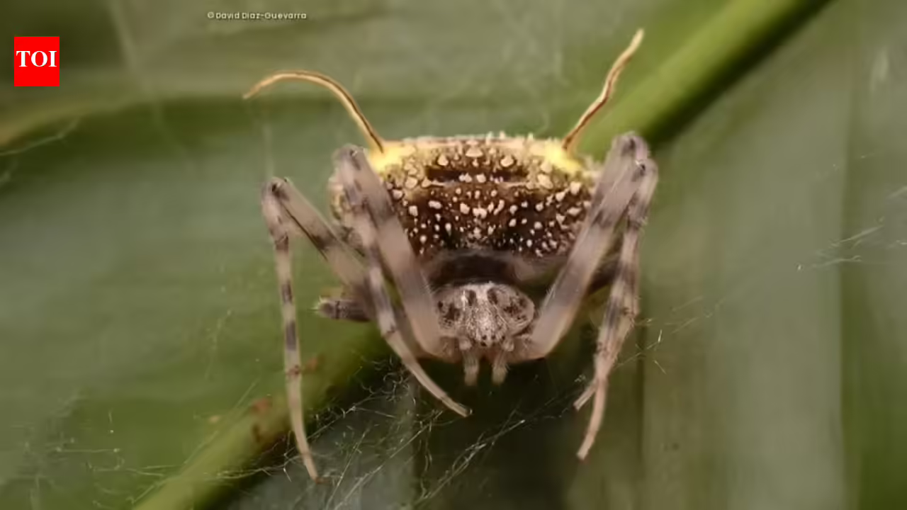 Scientists found a spider in the Amazon that looks like a parasitic fungus so perfectly they first mistook it for a mushroom | Scientists found a spider in the Amazon that looks like a parasitic fungus so perfectly they first mistook it for a mushroom |