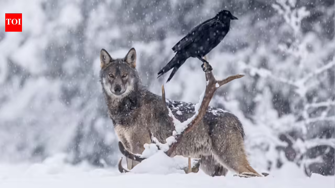 Scientists thought ravens followed wolves for food. A 2.5-year GPS study told a different story. Scientists thought ravens followed wolves for food. A 2.5-year GPS study told a different story.