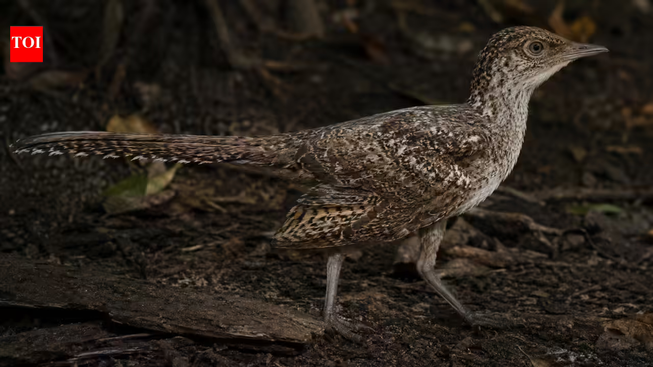 Scientists discover 149-million-year-old world’s smallest long-tailed bird fossil revealing how modern birds evolved | Scientists discover 149-million-year-old world’s smallest long-tailed bird fossil revealing how modern birds evolved |