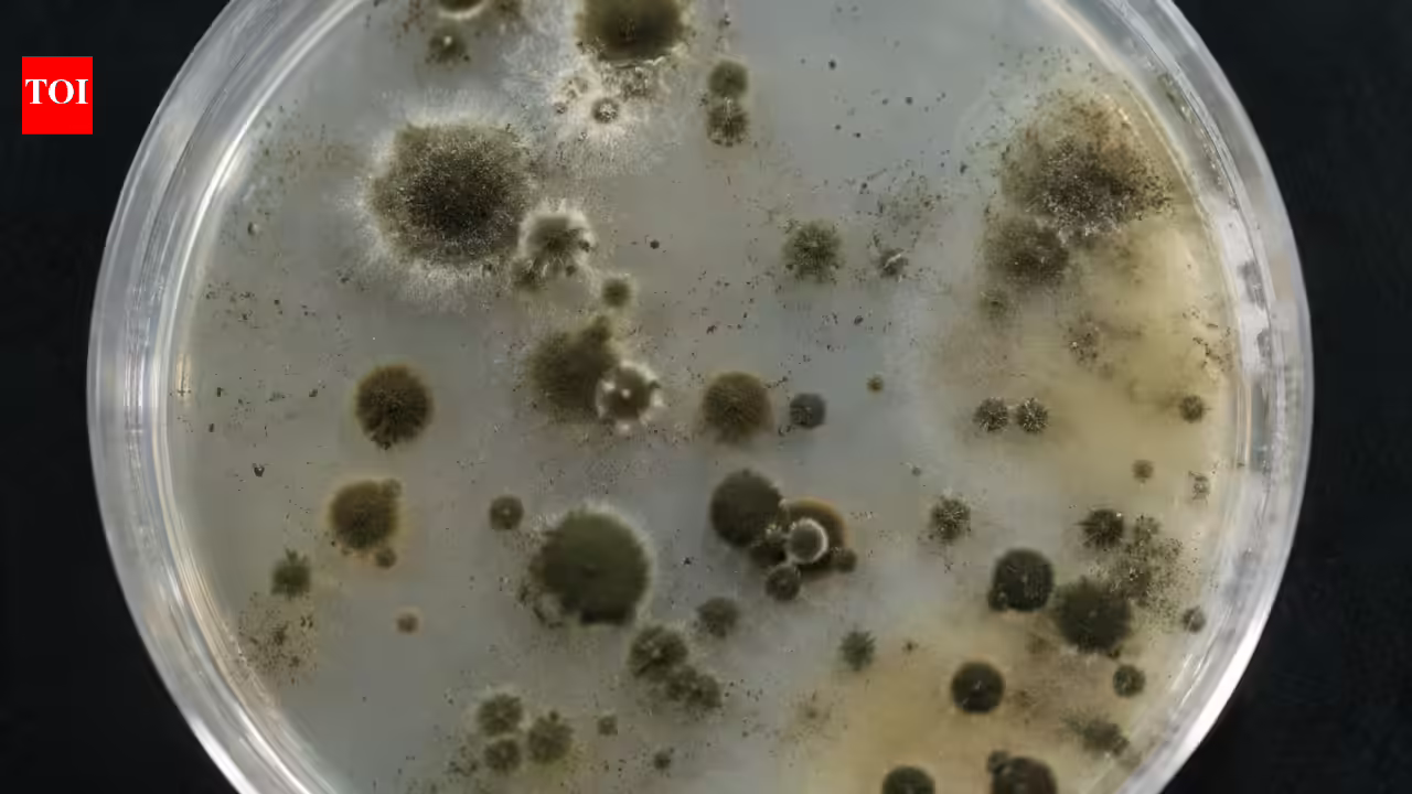 How Chornobyl’s mysterious fungus could change medicine and future space missions | How Chornobyl’s mysterious fungus could change medicine and future space missions |
