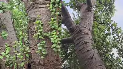 Giant Jade Plant: Is this a giant jade plant? A viral 100-year-old succulent from Australia has the internet divided Giant Jade Plant: Is this a giant jade plant? A viral 100-year-old succulent from Australia has the internet divided
