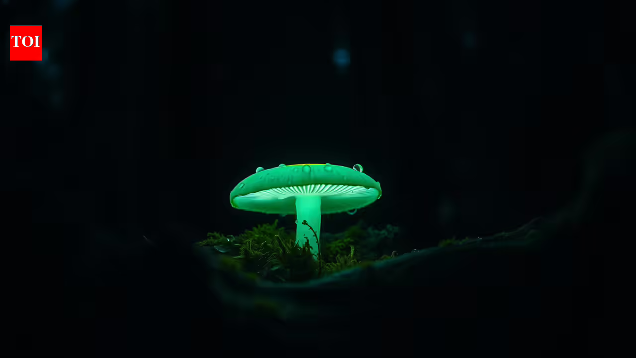 Why some forests in Mexico glow green after sunset, and the tiny fungi behind the eerie light | Why some forests in Mexico glow green after sunset, and the tiny fungi behind the eerie light |