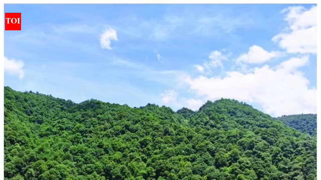 China spent decades planting 66 billion trees; scientists found they now outgrow natural forests by 66% | World News China spent decades planting 66 billion trees; scientists found they now outgrow natural forests by 66% | World News