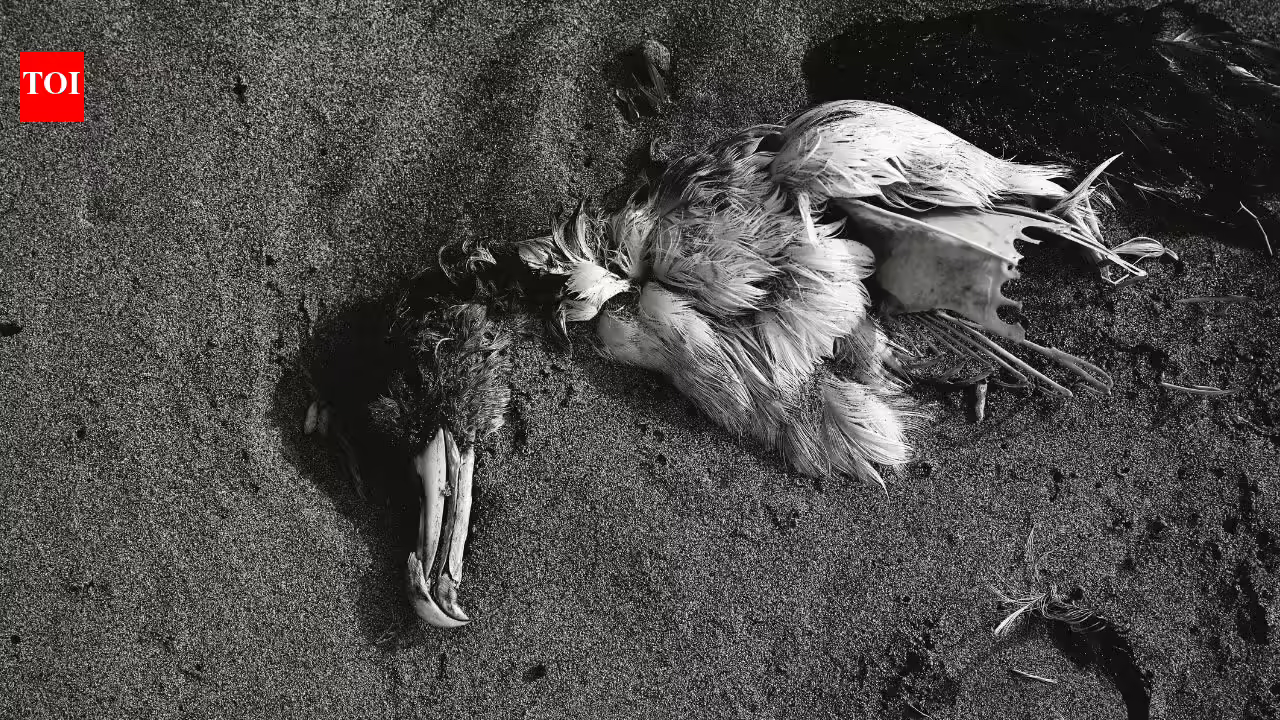 Seabird Crisis: Why California’s mass seabird die-off could be more than a temporary tragedy Seabird Crisis: Why California’s mass seabird die-off could be more than a temporary tragedy