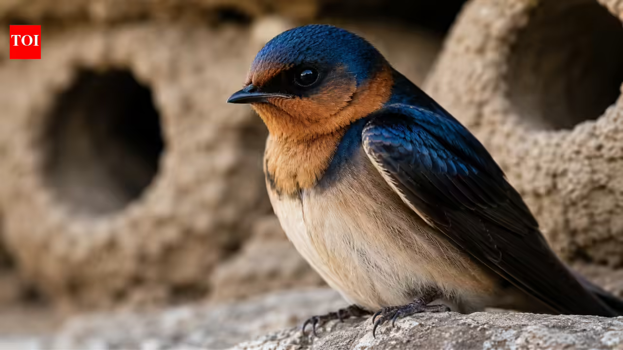 Cliff swallows abandoned the California town they once filled every spring, then people came together to rebuild their homes and welcomed them back with an annual festival | Cliff swallows abandoned the California town they once filled every spring, then people came together to rebuild their homes and welcomed them back with an annual festival |