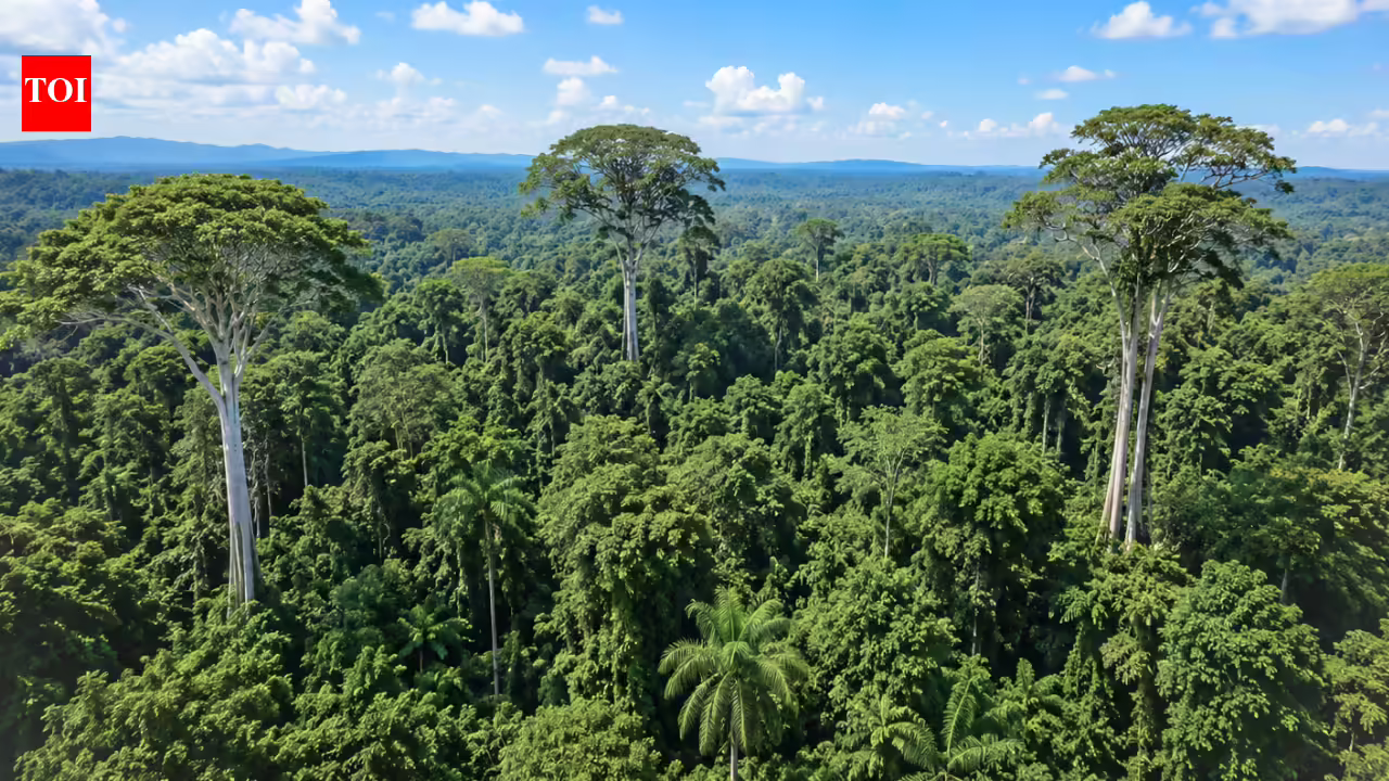 The world’s tallest trees are tricking gravity to survive drought by widening their internal water pipes and rewiring their water transport system | The world’s tallest trees are tricking gravity to survive drought by widening their internal water pipes and rewiring their water transport system |