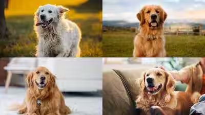 Golden Retriever Nicknames: 7 cool nicknames for your pet Golden Retriever | Golden Retriever Nicknames: 7 cool nicknames for your pet Golden Retriever |
