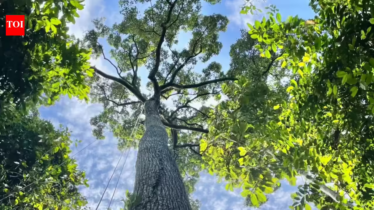 Towering trees more than 200 feet tall may not be as vulnerable to drought as scientists thought, new study reveals how Southeast Asia’s dipterocarps efficiently move water Towering trees more than 200 feet tall may not be as vulnerable to drought as scientists thought, new study reveals how Southeast Asia’s dipterocarps efficiently move water