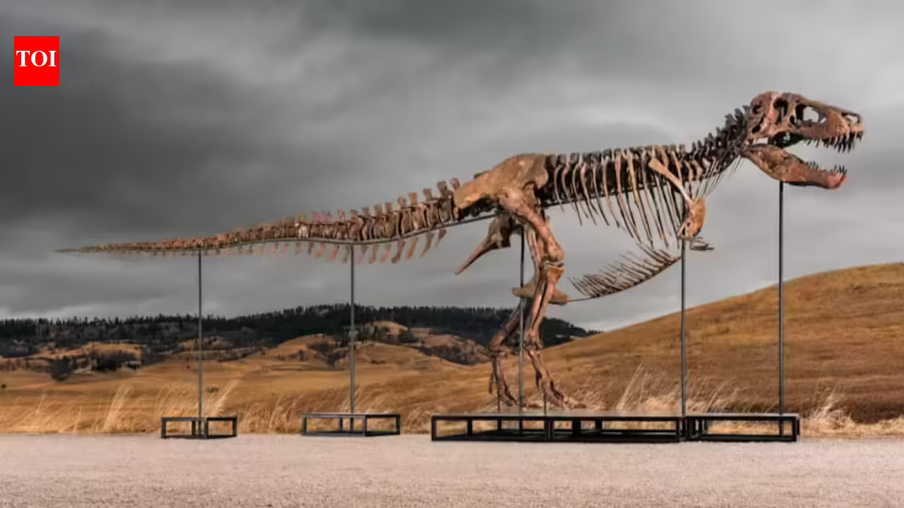 One of the world’s largest T. rex skeletons is heading to auction with a price tag of up to $30 million, and the 67-million-year-old giant could become the next record-breaking dinosaur fossil sale One of the world’s largest T. rex skeletons is heading to auction with a price tag of up to $30 million, and the 67-million-year-old giant could become the next record-breaking dinosaur fossil sale