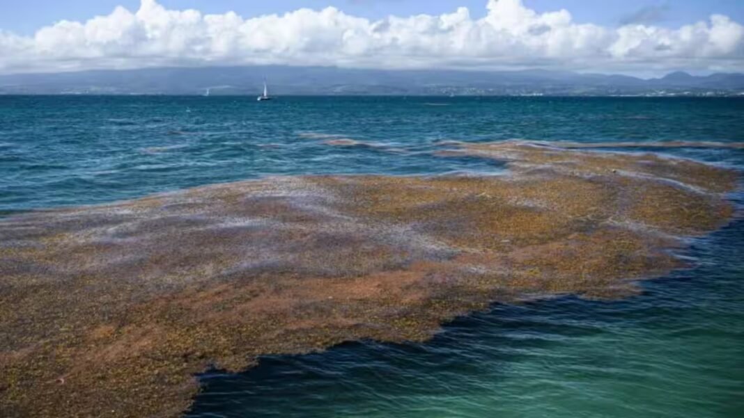 Space images have found a 5,000-mile seaweed belt across the Atlantic: Scientists say it can clog beaches and create public health problems | Space images have found a 5,000-mile seaweed belt across the Atlantic: Scientists say it can clog beaches and create public health problems |