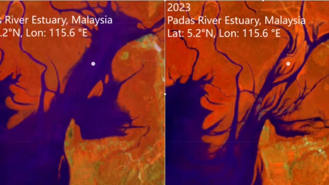 Satellite images reveal global mangrove recovery: Nasa study shows forests springing back, but rising seas could still drown them | Satellite images reveal global mangrove recovery: Nasa study shows forests springing back, but rising seas could still drown them |