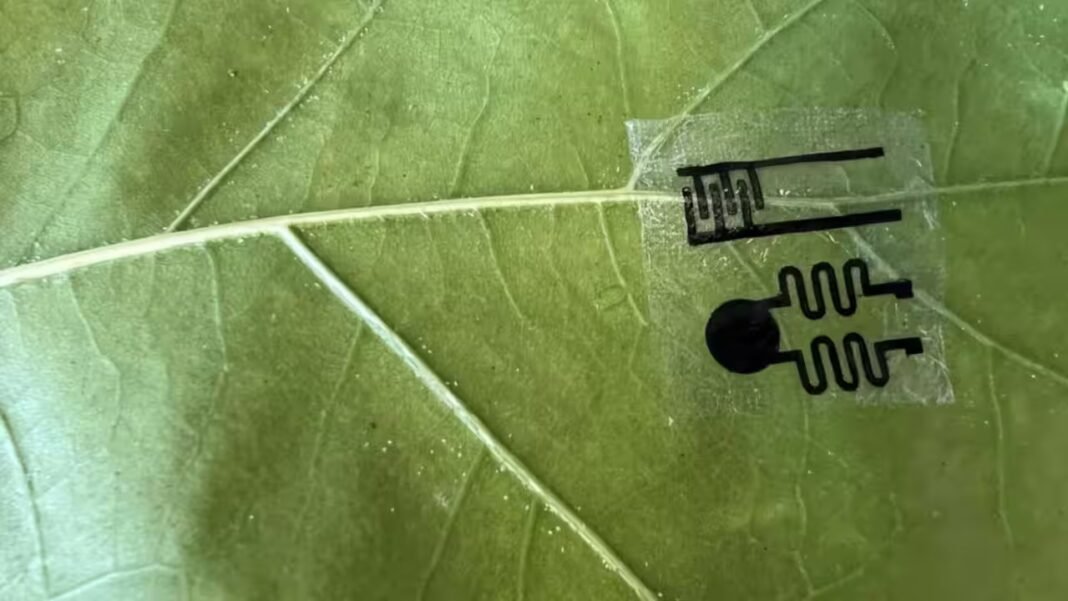 Scientists create smartwatch-like plant wearables that let farmers monitor crops in real time, detecting drought, disease and nutrient problems days before plants show visible signs of stress Scientists create smartwatch-like plant wearables that let farmers monitor crops in real time, detecting drought, disease and nutrient problems days before plants show visible signs of stress
