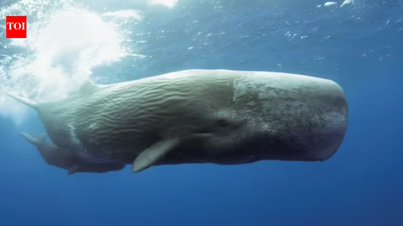 Scientists use AI to decode sperm whale communication, discovering a possible phonetic alphabet and revealing that Mediterranean sperm whales have different dialects by region Scientists use AI to decode sperm whale communication, discovering a possible phonetic alphabet and revealing that Mediterranean sperm whales have different dialects by region
