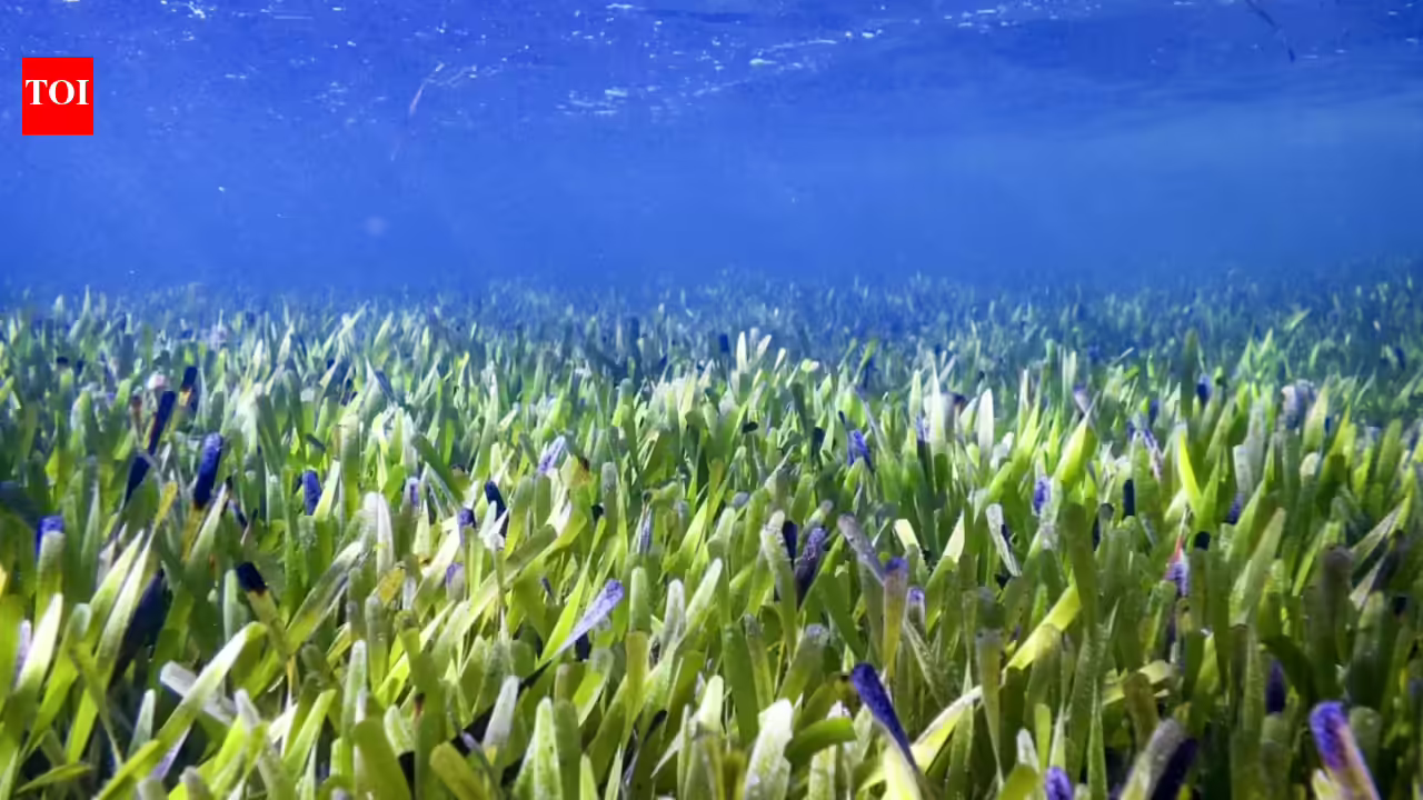 Scientists reveal underwater seagrass meadows could end global malnutrition as fish from these ocean habitats provide more essential nutrients than coral reef fish Scientists reveal underwater seagrass meadows could end global malnutrition as fish from these ocean habitats provide more essential nutrients than coral reef fish