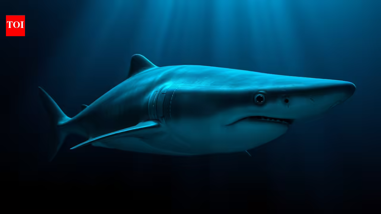 How the Greenland shark’s 400-year lifespan could help scientists protect human eyesight | How the Greenland shark’s 400-year lifespan could help scientists protect human eyesight |