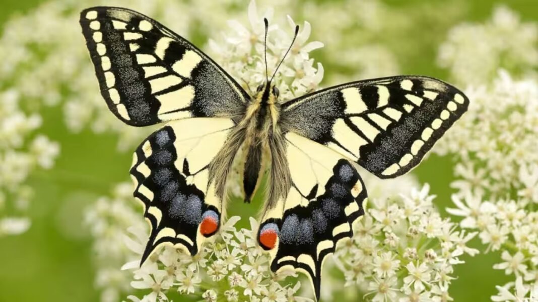 It has bright yellow wings and looks familiar, but this rare British butterfly is unlike any other, DNA reveals It has bright yellow wings and looks familiar, but this rare British butterfly is unlike any other, DNA reveals