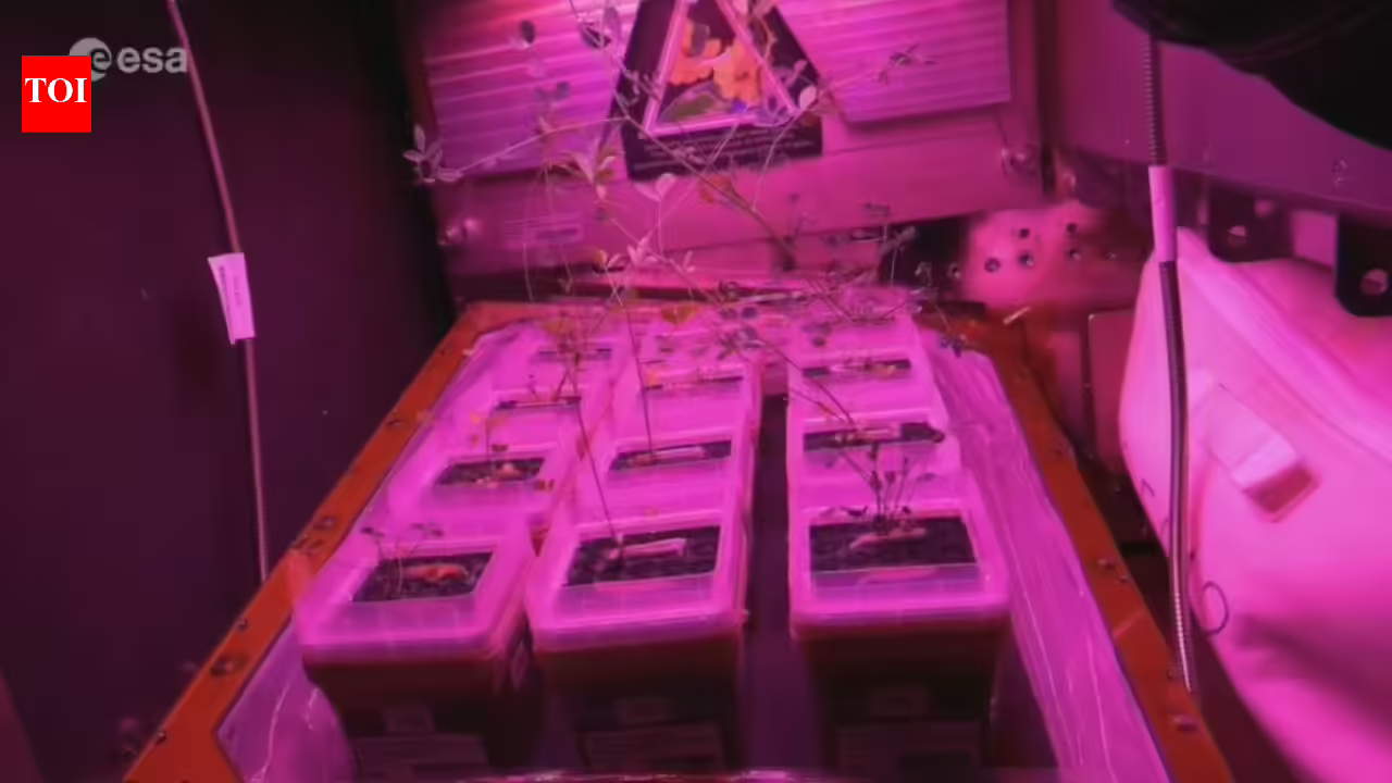 Astronaut reveals the tiny glowing garden inside the International Space Station where scientists are learning how to grow food for future Moon and Mars missions | Astronaut reveals the tiny glowing garden inside the International Space Station where scientists are learning how to grow food for future Moon and Mars missions |