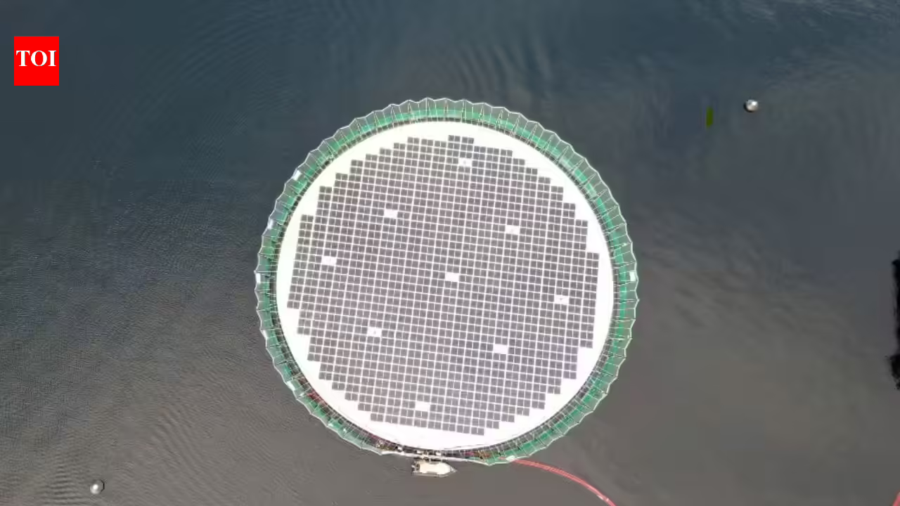How floating solar panels created a new home for thousands of salmon at a Chile fish farm How floating solar panels created a new home for thousands of salmon at a Chile fish farm
