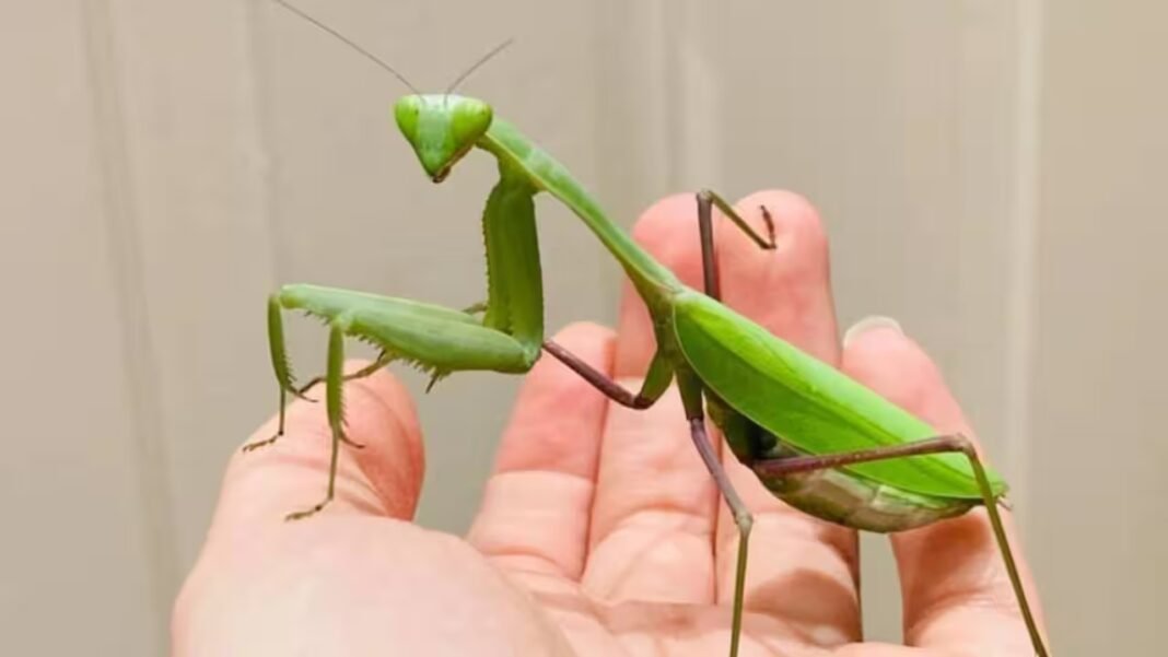 Two giant Asian praying mantis species are spreading across Europe, helped by climate change and urbanisation, and scientists warn they are threatening pollinators, frogs and lizards Two giant Asian praying mantis species are spreading across Europe, helped by climate change and urbanisation, and scientists warn they are threatening pollinators, frogs and lizards