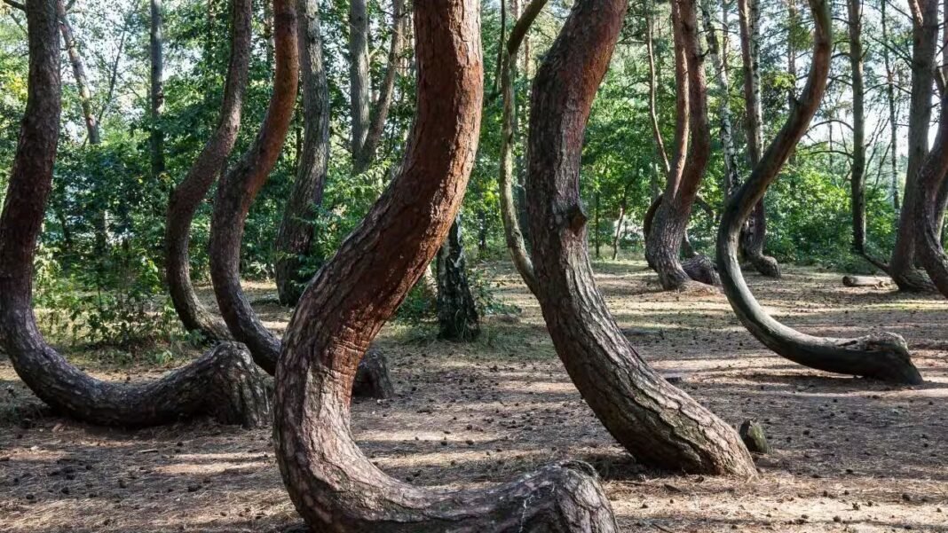 Scientists are racing to solve the mystery of Poland’s 90-year-old Crooked Forest before its bizarre C-shaped pine trees die out forever | Scientists are racing to solve the mystery of Poland’s 90-year-old Crooked Forest before its bizarre C-shaped pine trees die out forever |