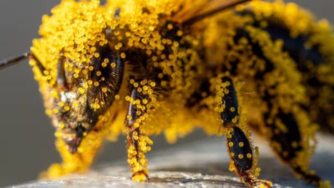 How tiny pollen grains helped solve a brutal murder: The fascinating science behind nature’s invisible crime scene evidence How tiny pollen grains helped solve a brutal murder: The fascinating science behind nature’s invisible crime scene evidence