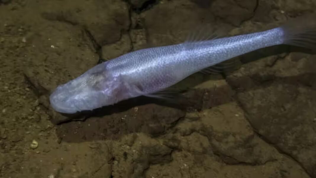 A scientist slipped into a pool beneath a US military base and found a fish later named ‘demon cavefish’ after the Demogorgon from Stranger Things A scientist slipped into a pool beneath a US military base and found a fish later named ‘demon cavefish’ after the Demogorgon from Stranger Things