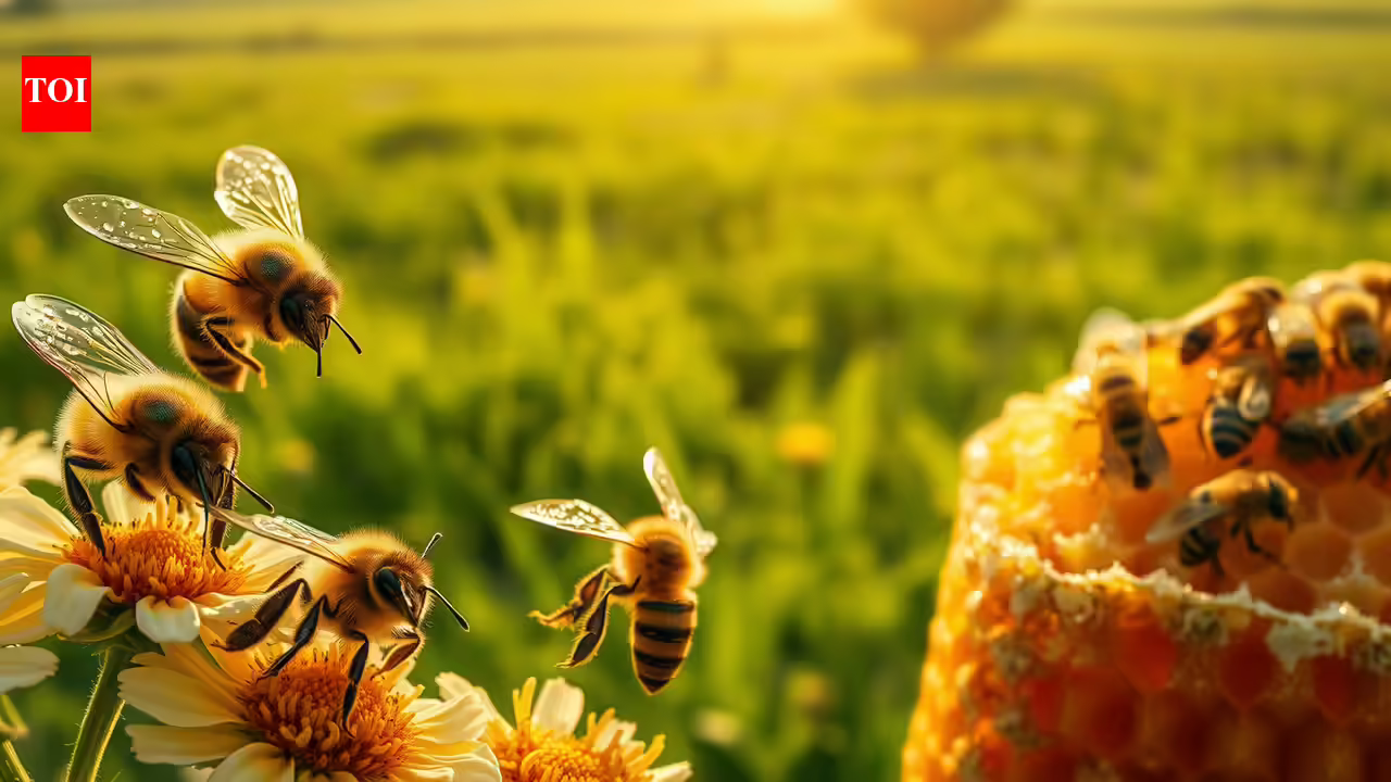 Scientists tagged thousands of bees and found that just a few do most of the work in every hive | Scientists tagged thousands of bees and found that just a few do most of the work in every hive |