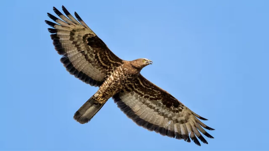 Scientists fitted a European honey buzzard with a GPS tracker. The bird flew for 42 days, covering more than 10,000 km from South Africa to Finland and helping researchers uncover the secrets of one of nature’s greatest migrations | Scientists fitted a European honey buzzard with a GPS tracker. The bird flew for 42 days, covering more than 10,000 km from South Africa to Finland and helping researchers uncover the secrets of one of nature’s greatest migrations |