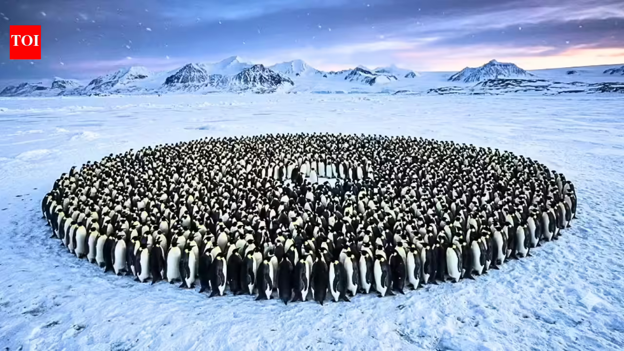 Emperor penguins survive Antarctica’s brutal winters by huddling together, but a maths study reveals the hidden system behind their remarkable teamwork | Emperor penguins survive Antarctica’s brutal winters by huddling together, but a maths study reveals the hidden system behind their remarkable teamwork |