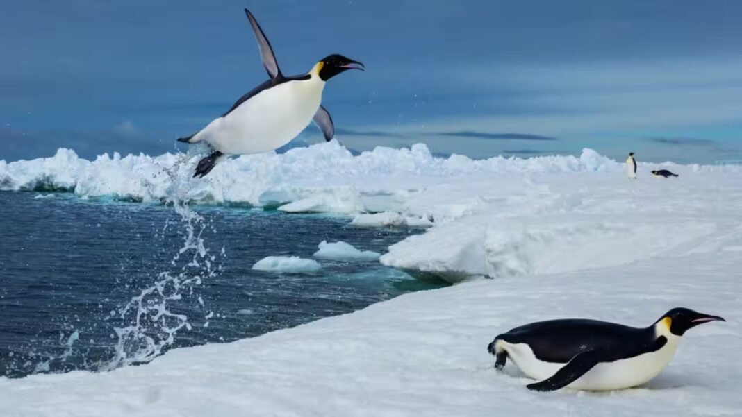 Scientists tracked more than 6,000 penguin dives beneath Antarctic sea ice and found that prey may become harder to reach, even when it has not disappeared Scientists tracked more than 6,000 penguin dives beneath Antarctic sea ice and found that prey may become harder to reach, even when it has not disappeared
