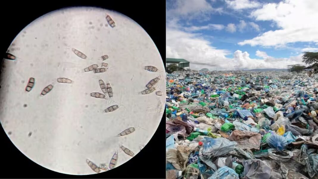 Scientists discovered a plastic-eating fungus in the Amazon rainforest that survives without oxygen and could one day help tackle landfill waste worldwide | Scientists discovered a plastic-eating fungus in the Amazon rainforest that survives without oxygen and could one day help tackle landfill waste worldwide |
