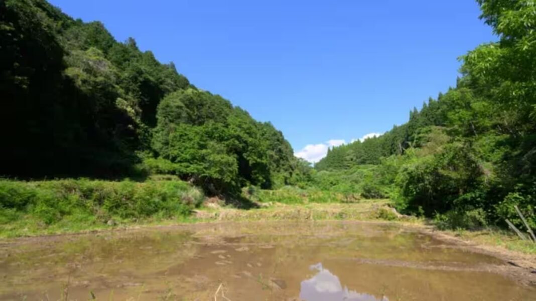 Japan’s abandoned rice fields are being restored into year-round wetlands to replenish groundwater and bring back frogs, dragonflies and endangered aquatic wildlife Japan’s abandoned rice fields are being restored into year-round wetlands to replenish groundwater and bring back frogs, dragonflies and endangered aquatic wildlife