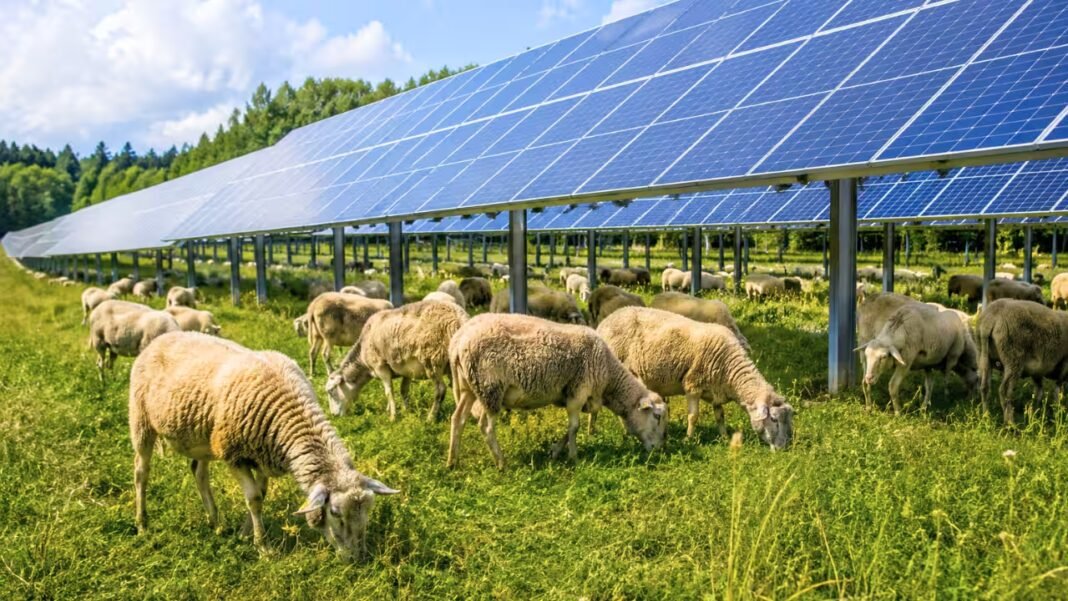 In Massachusetts, sheep came to a solar farm looking for shade and ended up mowing the grass beneath the panels, turning clean energy land into a grazing site | In Massachusetts, sheep came to a solar farm looking for shade and ended up mowing the grass beneath the panels, turning clean energy land into a grazing site |