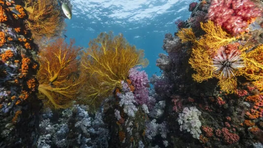 Scientists discover 64,000 square miles of heat-resistant coral reefs across 71 countries that could help protect the world’s oceans for decades Scientists discover 64,000 square miles of heat-resistant coral reefs across 71 countries that could help protect the world’s oceans for decades