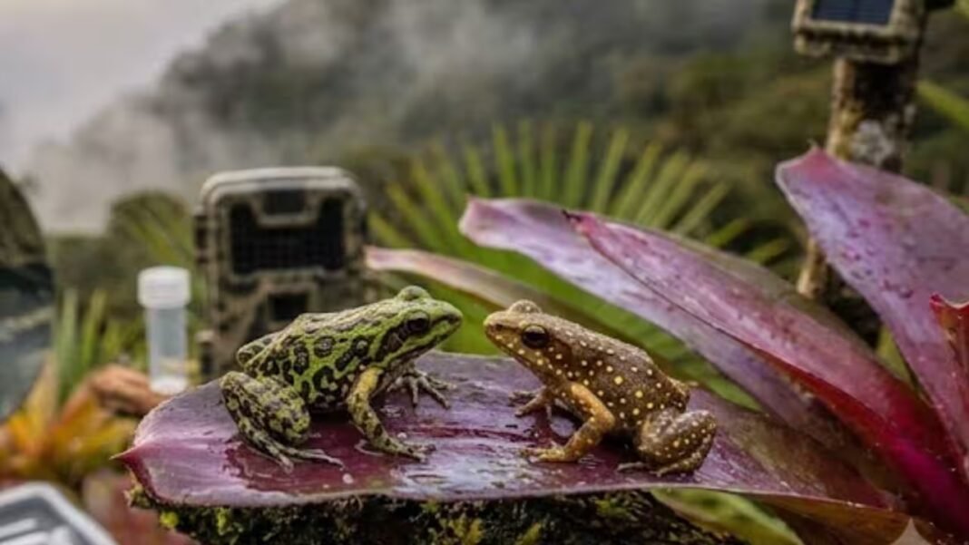 Scientists find two tiny frogs living together in a misty Peruvian forest above 3,000 metres | Scientists find two tiny frogs living together in a misty Peruvian forest above 3,000 metres |