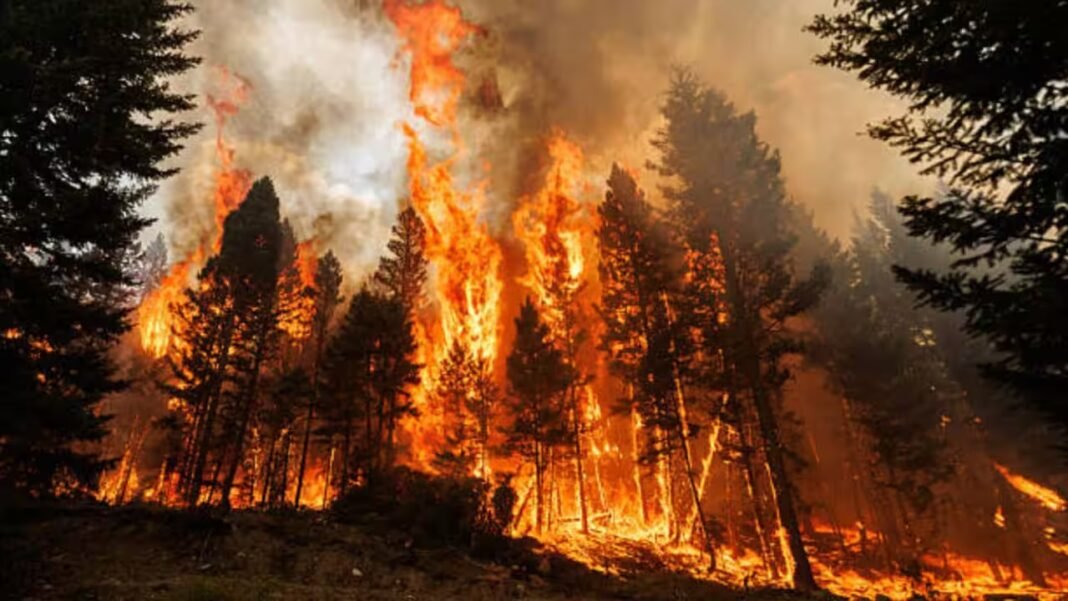 These ancient trees need fire to reproduce, but modern wildfires are now killing them completely These ancient trees need fire to reproduce, but modern wildfires are now killing them completely